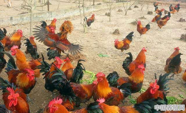 五黑鸡和乌鸡养殖哪个效益好 - 中国养殖网