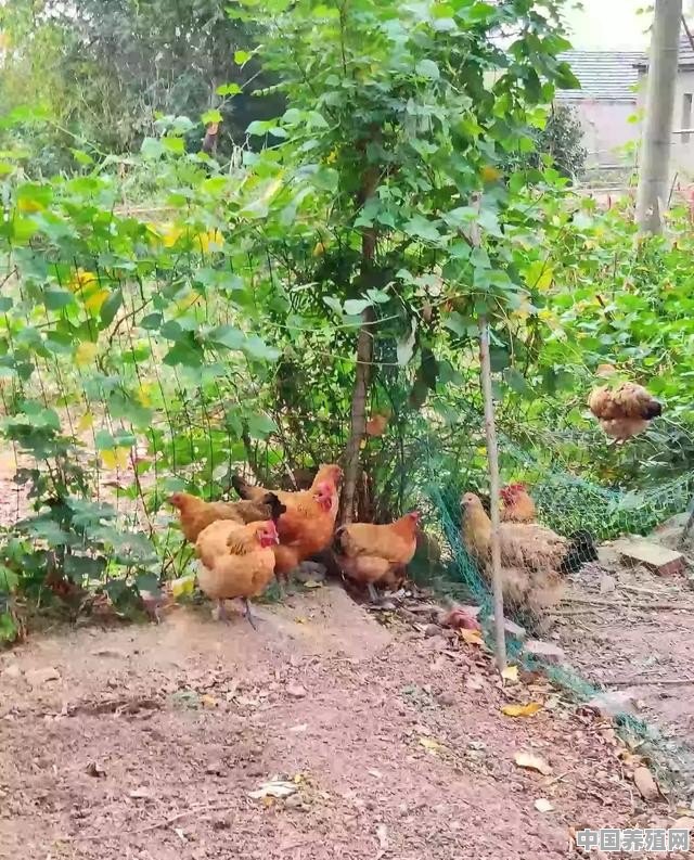 农户生态养殖鸡 - 中国养殖网