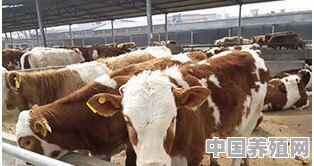 羊奶粉与牛奶粉能混合喂吗 - 中国养殖网