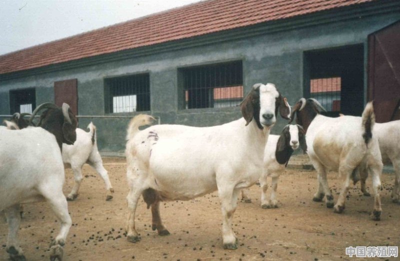 多少只羊可以申请养殖示范园 - 中国养殖网