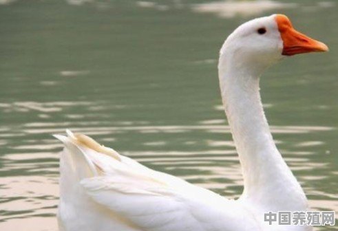 如何区分鸭和鹅 - 中国养殖网