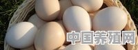 高温季节，蛋鸡如何做好管理 - 中国养殖网