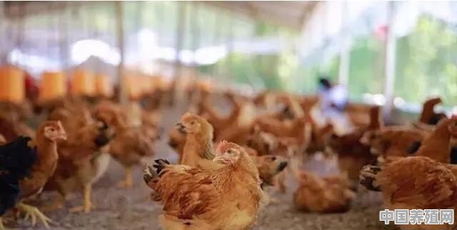 抚州养殖生态鸡场在哪里 - 中国养殖网