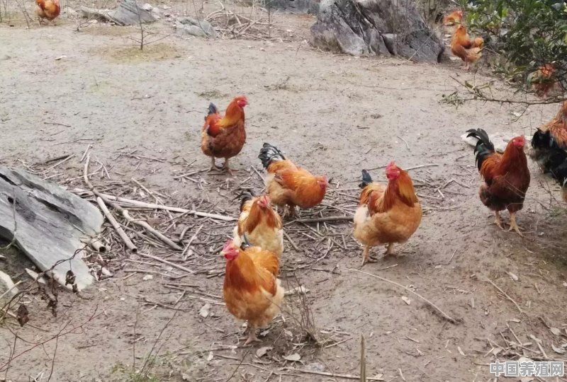 1个蛋鸡笼位能养几只鸡 - 中国养殖网
