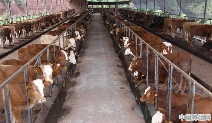 养殖的牛品种是 - 中国养殖网