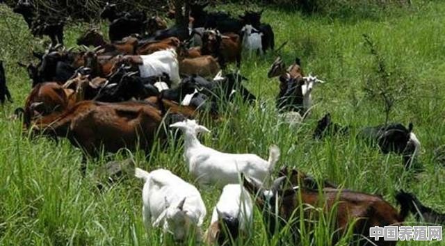 养殖业养羊能吃什么草好呢 - 中国养殖网