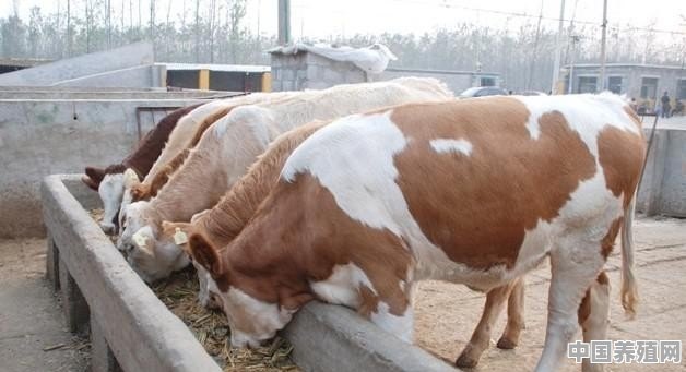 红牛是啥动物 - 中国养殖网