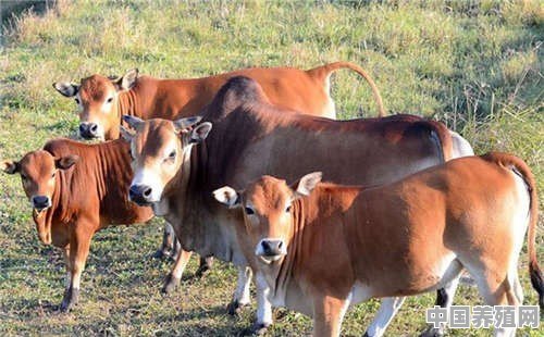 贵阳养殖牛品种排名前十 - 中国养殖网