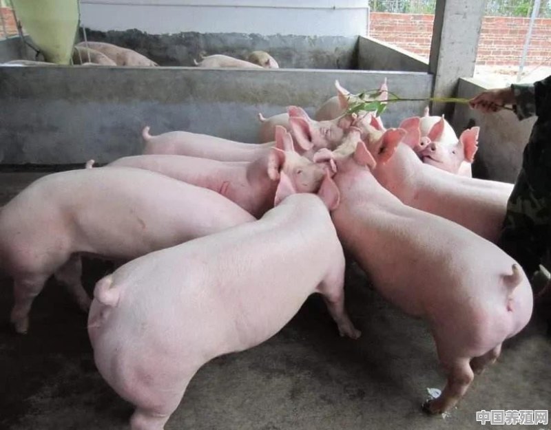 用蚯蚓喂猪可以缩短养殖周期吗？为什么 - 中国养殖网