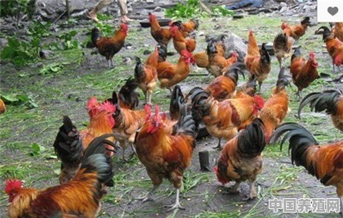 肉鸡不增料是怎么回事 - 中国养殖网