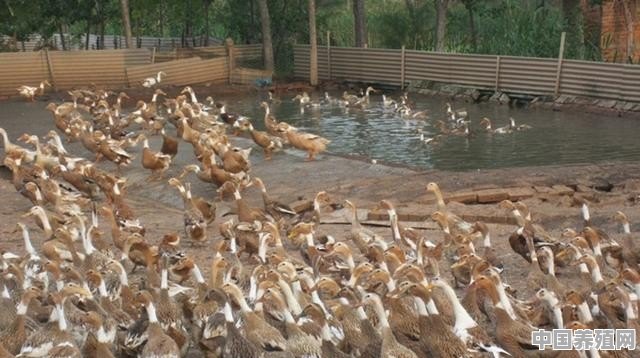 养鸭500只利润 - 中国养殖网