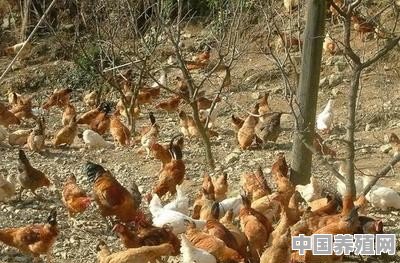 鸡养殖销售技巧和方法 - 中国养殖网