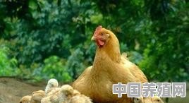 淘汰鸡如何才能卖个高价 - 中国养殖网