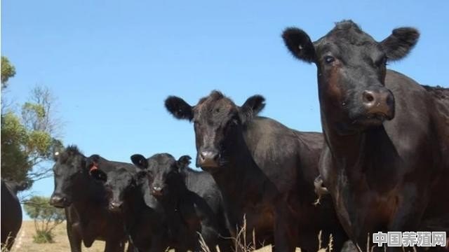 中国养殖牛品种排名前十 - 中国养殖网