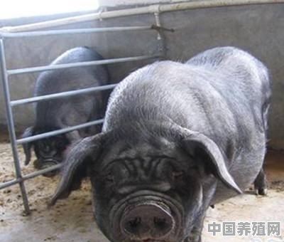 黑猪肉和白猪肉的区别和鉴定方法 - 中国养殖网