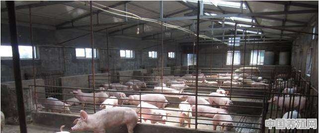 养猪秋季温差大怎么做好保温散热 - 中国养殖网