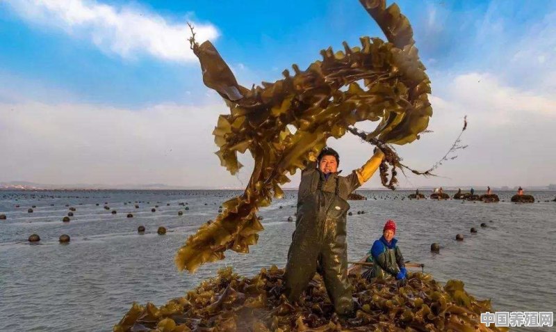 海水养殖鱼品种大全 - 中国养殖网