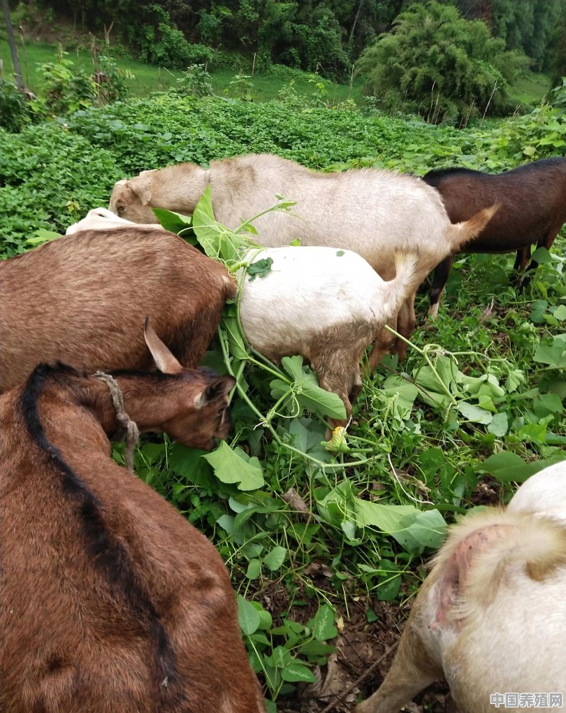 养殖羊喜欢什么草呢图片 - 中国养殖网