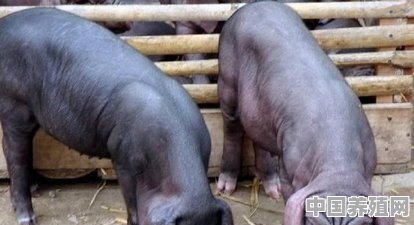 黑土猪宣传广告 - 中国养殖网