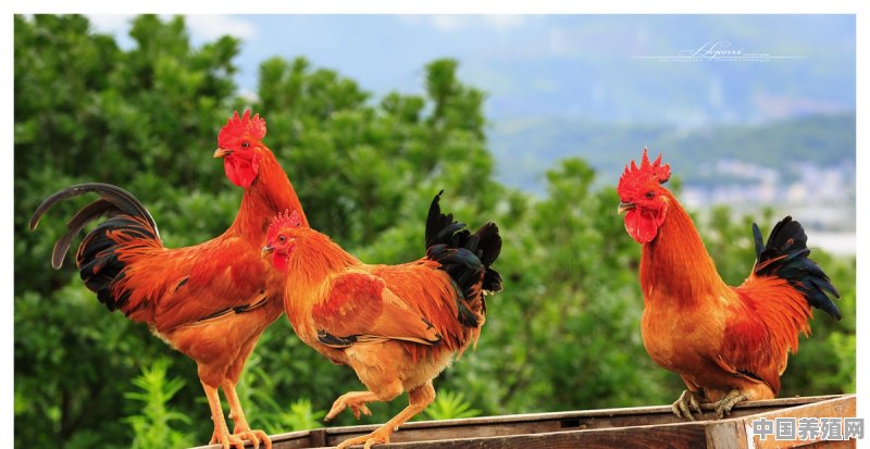 鸡应该怎么养殖 - 中国养殖网
