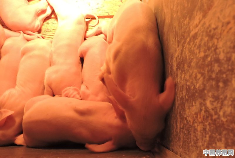 猪的生产记录需要记录些什么 - 中国养殖网