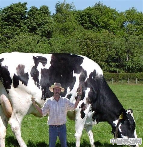 世界上最大的牛在哪个国家 - 中国养殖网