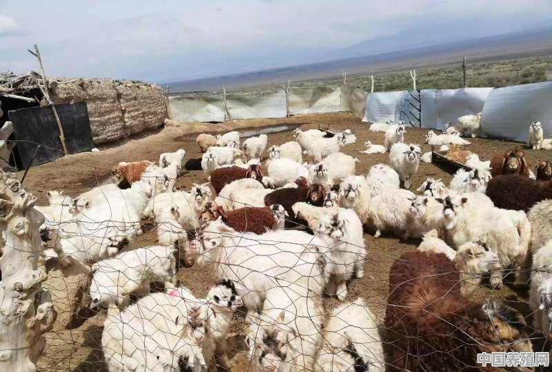奶山羊每年驱几次虫 - 中国养殖网