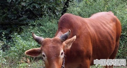 养殖黑牛生小牛怎么办 - 中国养殖网