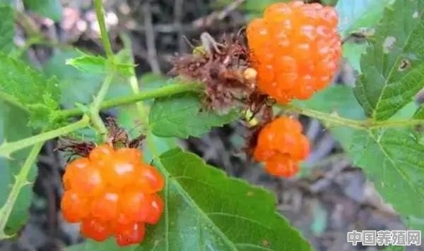 树莓有几种繁殖方法 - 中国养殖网
