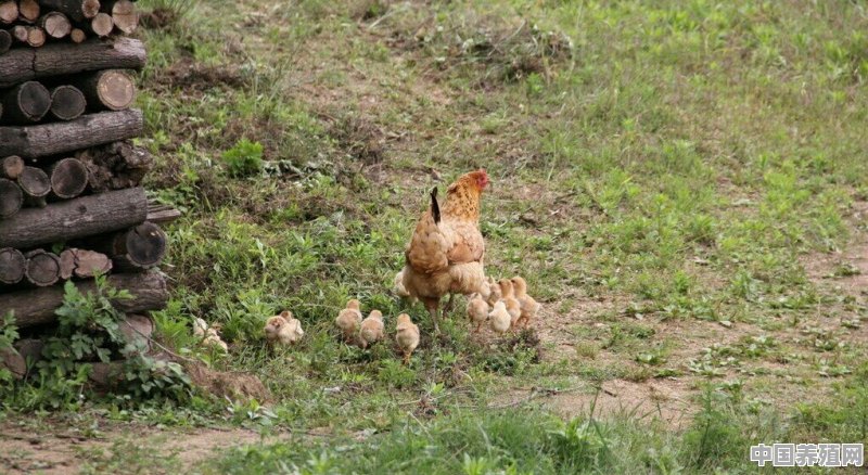 怎样把生态养鸡做成一个产业链 - 中国养殖网