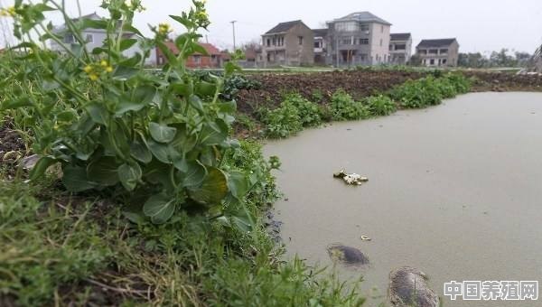 得猪瘟的病死猪，丢河里，用河里水是不是也要感染 - 中国养殖网