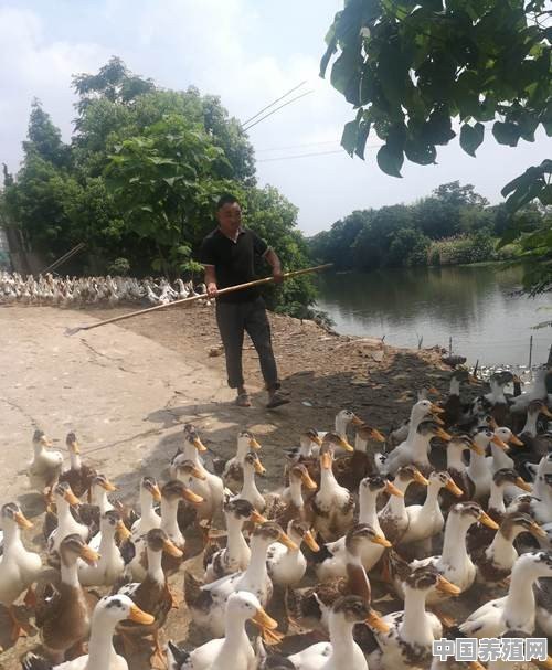 养鸭，怎么养 - 中国养殖网