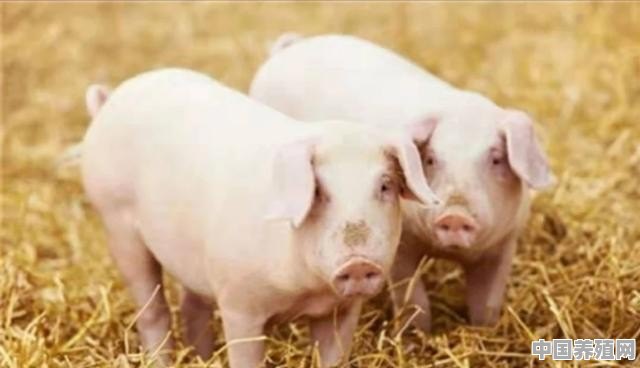 建养猪大棚怎么办手续 - 中国养殖网