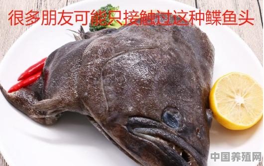 鲽鱼能养殖吗 - 中国养殖网