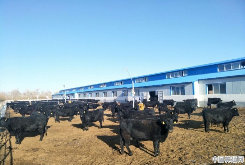养殖五百头牛需要多大场地 - 中国养殖网