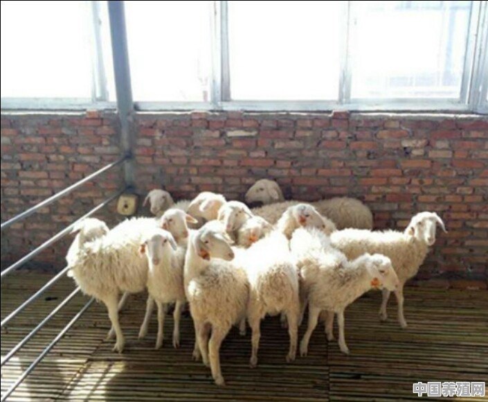 湖羊有哪些优缺点 - 中国养殖网
