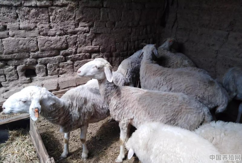 养羊场兽医室需要配备哪些防疫检测设备 - 中国养殖网