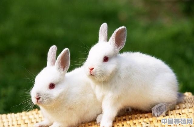 兔子花怎么织的步骤 - 中国养殖网