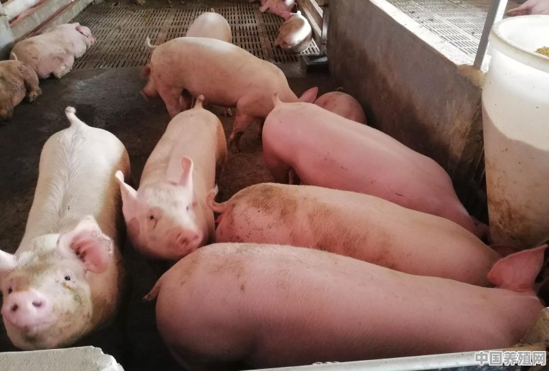 副猪怎么养殖最好 - 中国养殖网