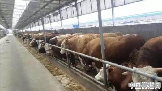 想养殖牛怎么买农药 - 中国养殖网