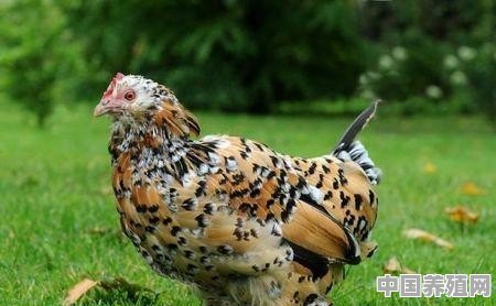 新手养殖青年鸡怎么养 - 中国养殖网