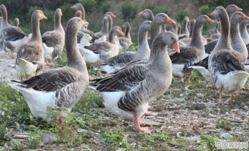 种鸭养殖三水白鸭 - 中国养殖网