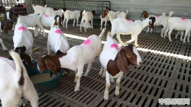 养50只羊需要多大场地 - 中国养殖网