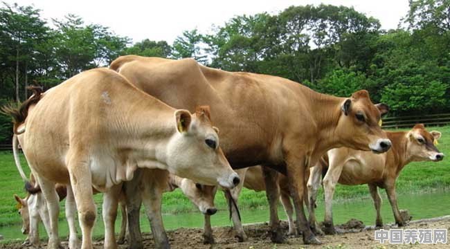 2021年吉林养牛补贴政策 - 中国养殖网
