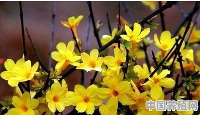赏花正当时，莫负好春光，你准备好春游了吗 - 中国养殖网