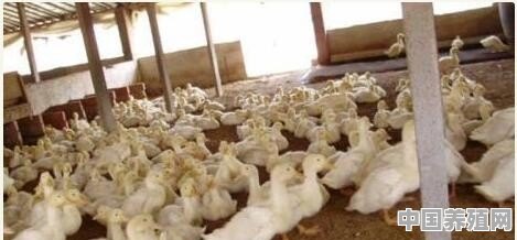 鸭发酵床养殖技术视频 - 中国养殖网