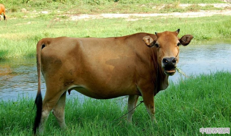 大规模养殖牛出售合法吗 - 中国养殖网