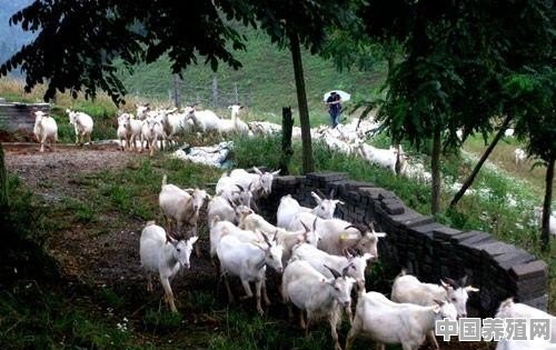 养殖场羊牛 - 中国养殖网