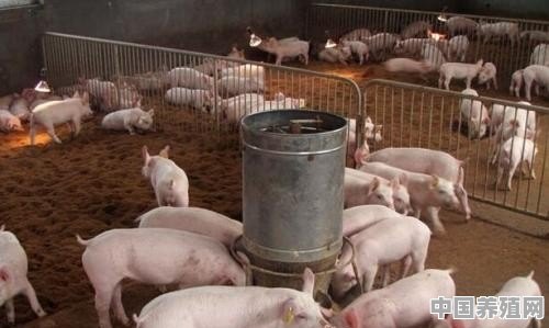 牲猪养殖最新信息 - 中国养殖网