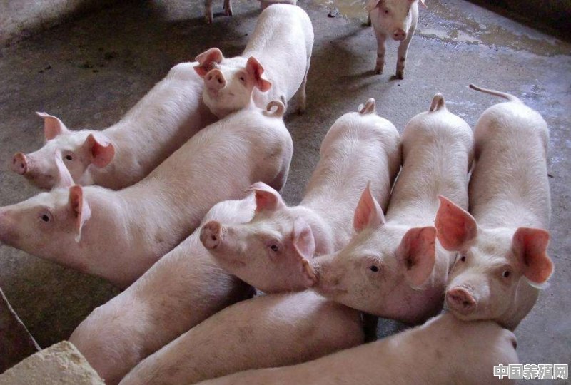 黑土猪养殖失败案例 - 中国养殖网